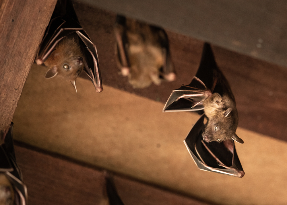 Lesser,dog Faced,fruit,bat,,cyneropterus,brachyotis,,hanging,in,a,roof